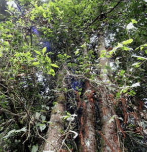 200 arboles Manuela Conejero